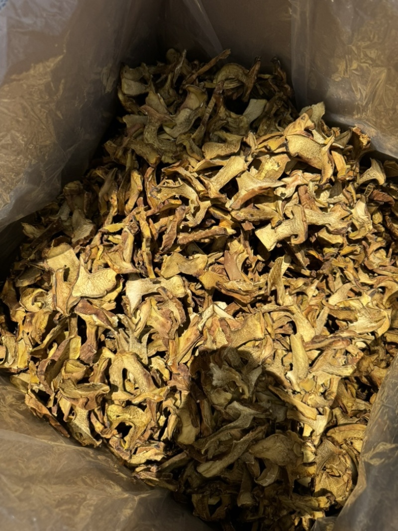 人工见手青黄牛肝菌