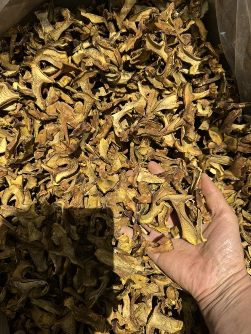人工见手青黄牛肝菌