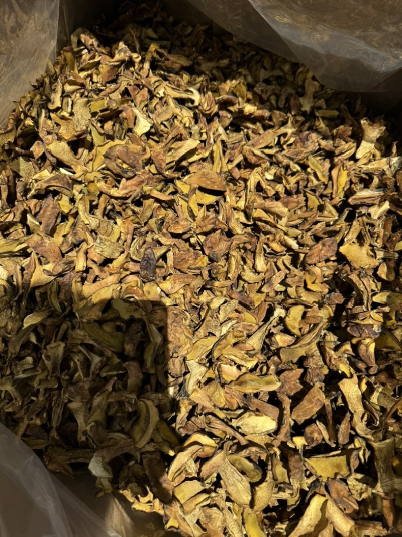 人工见手青黄牛肝菌