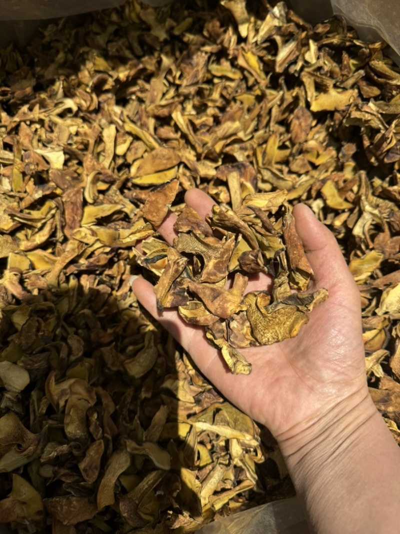 人工见手青黄牛肝菌