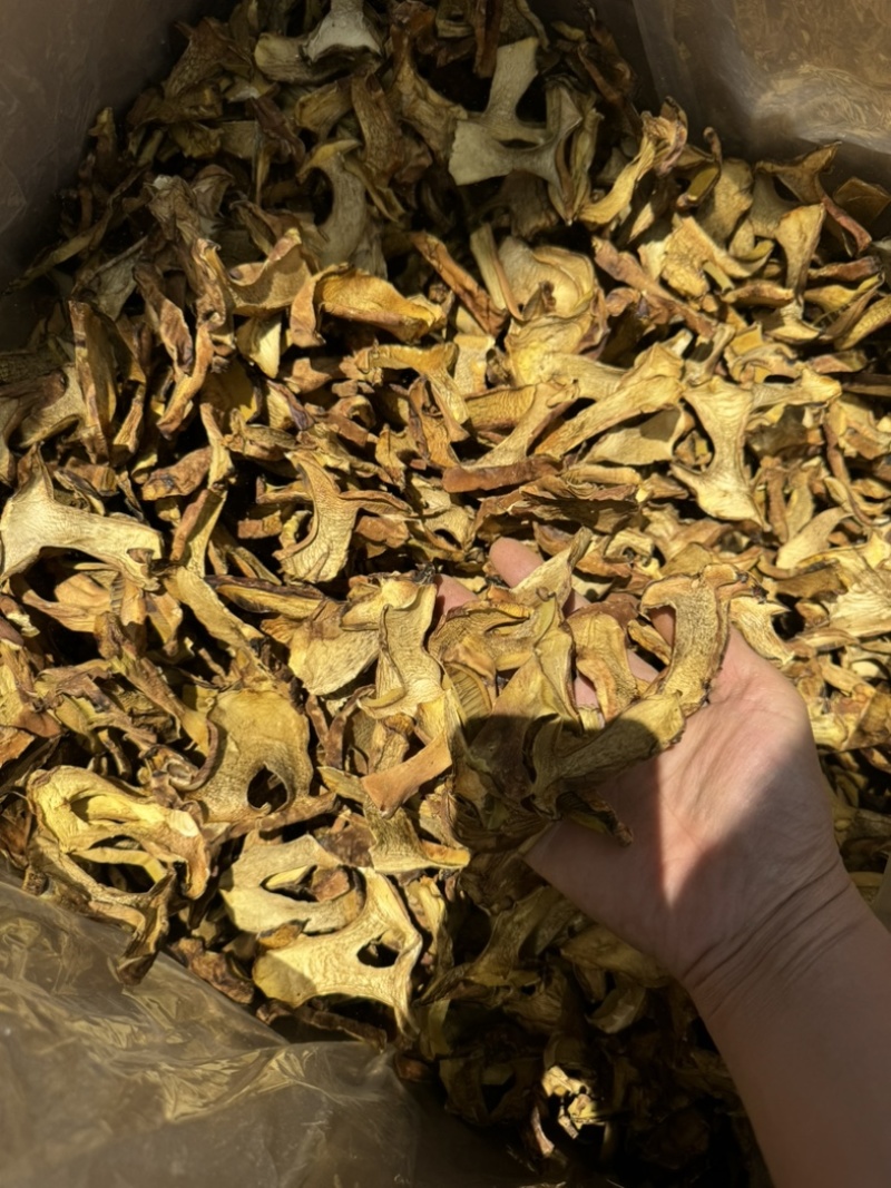 人工见手青黄牛肝菌