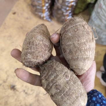 山东库存牛奶小芋头头已经洗好了软糯香甜