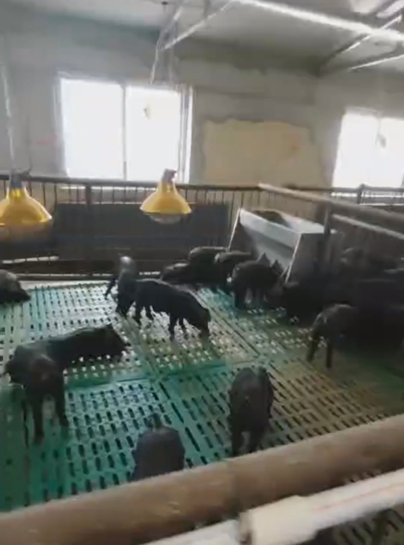 吉林黑猪仔黑猪崽黑金刚小猪苗基地防疫到位全国发货