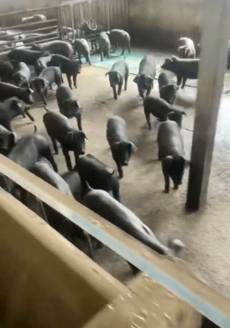 吉林黑猪仔黑猪崽黑金刚小猪苗基地防疫到位全国发货