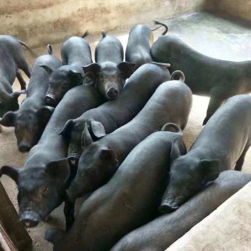吉林黑猪仔黑猪崽黑金刚小猪苗基地防疫到位全国发货