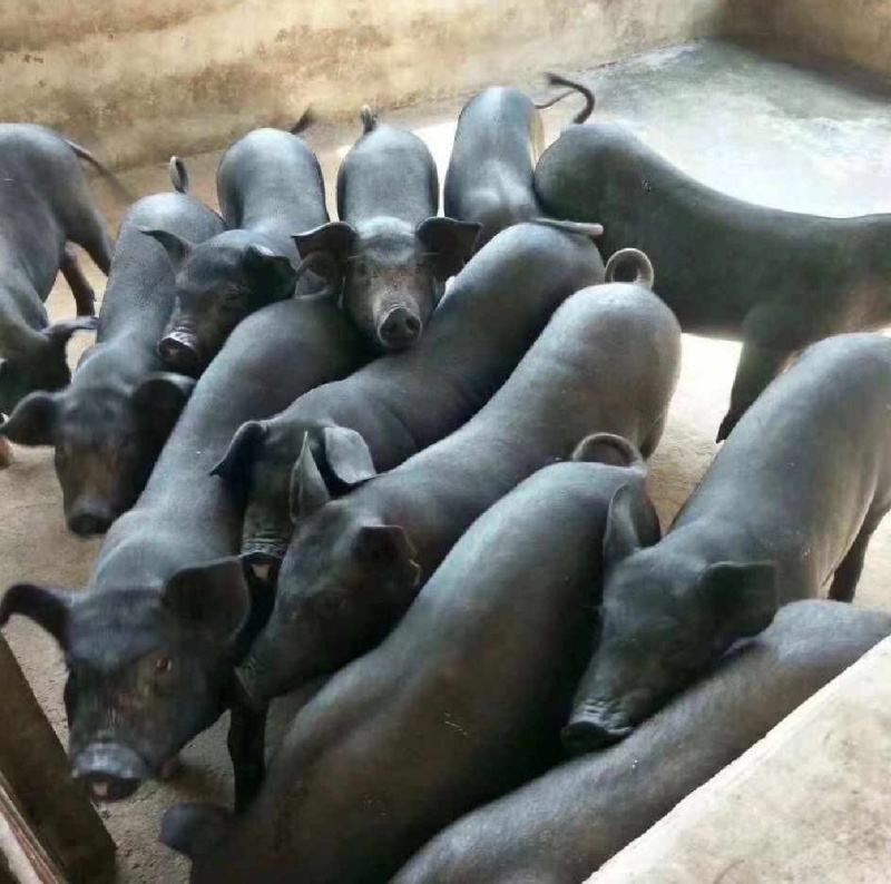 黑猪崽黑猪苗黑仔猪养殖场直发防疫到位货源充足发全国