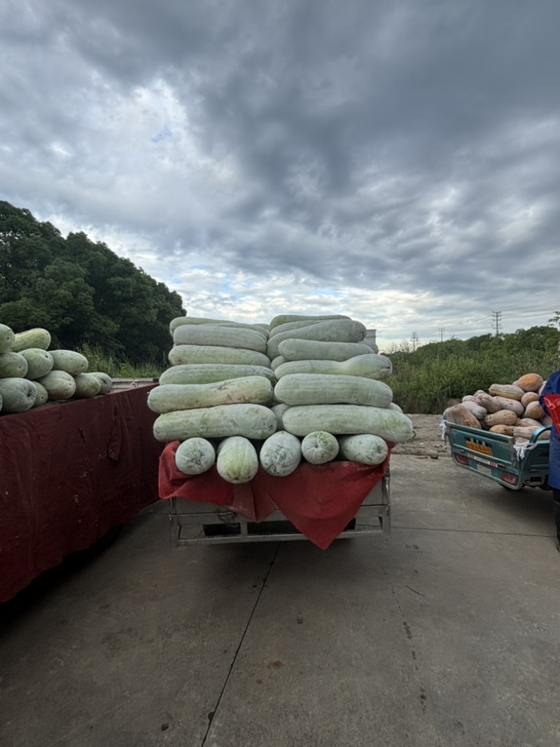 西三本地白皮冬瓜味道鲜美