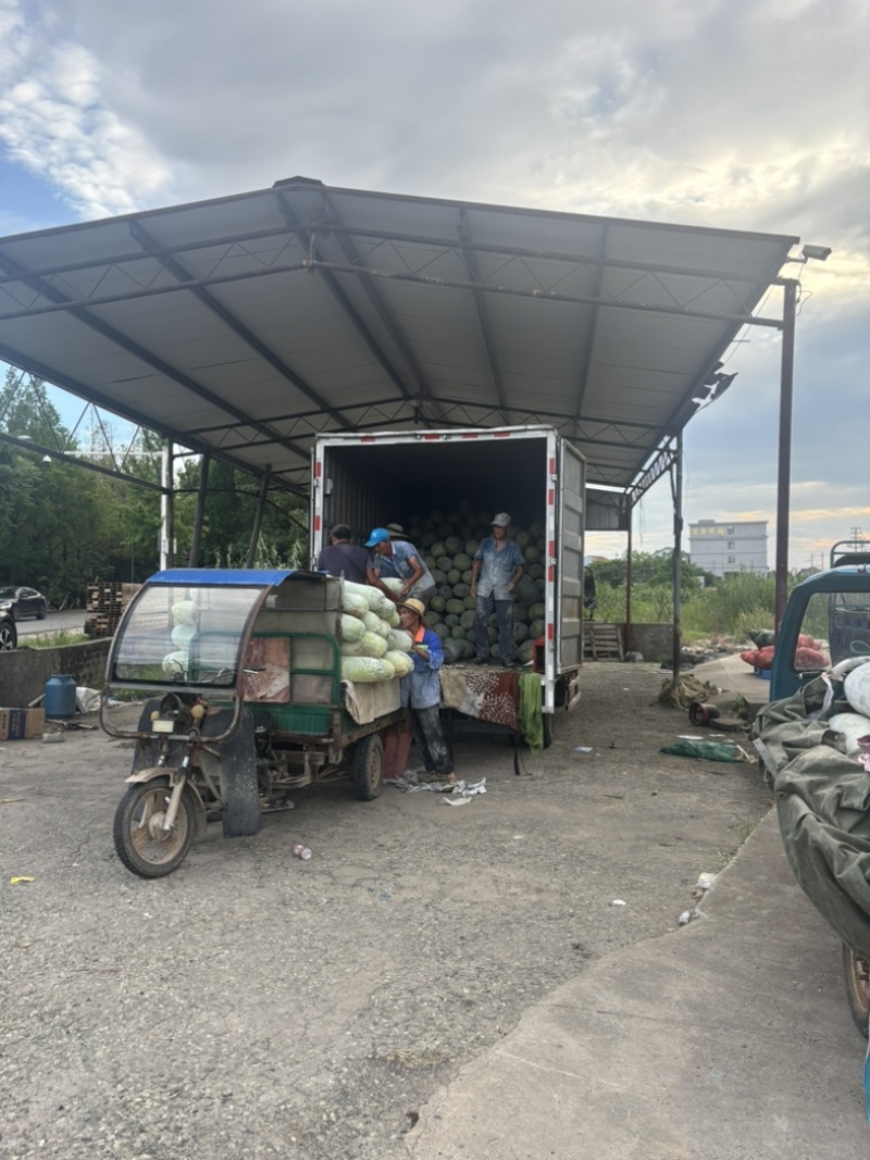 西三本地白皮冬瓜味道鲜美
