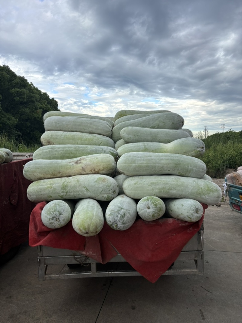 西三本地白皮冬瓜味道鲜美