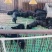 吉林黑猪仔黑猪崽黑金刚小猪苗基地防疫到位全国发货