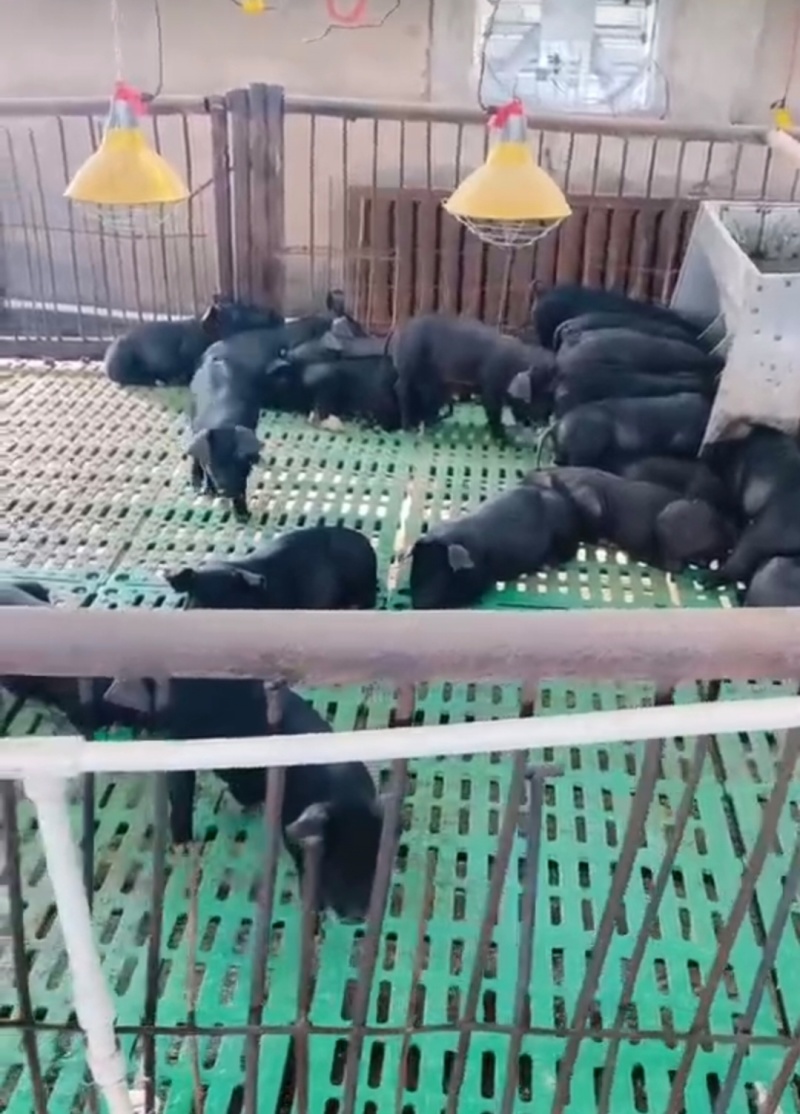 吉林黑猪仔黑猪崽黑金刚小猪苗基地防疫到位全国发货