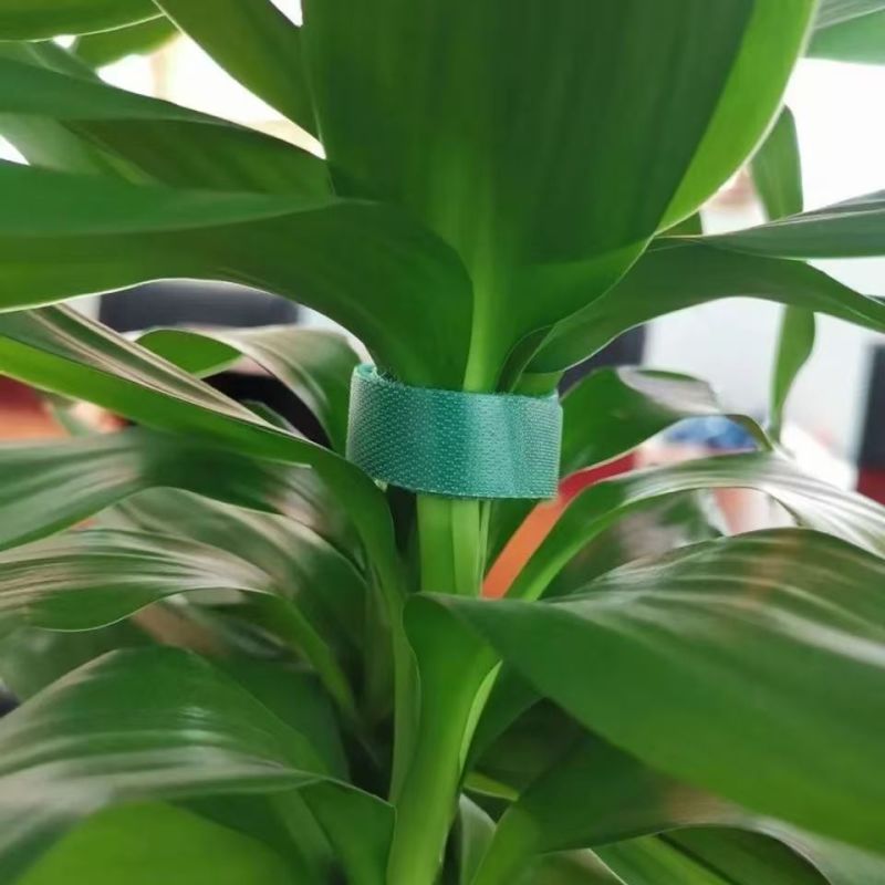 魔术贴扎带打卷绿植捆绑绿色绑树绑植物不伤植物扶正支撑植物