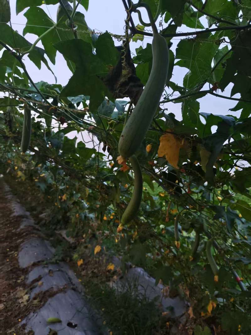 丝瓜/吊丝瓜/河南郑州中牟县产地直发/欢迎前来采购