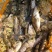 鳜鱼3两至1.5斤