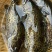 鳜鱼3两至1.5斤
