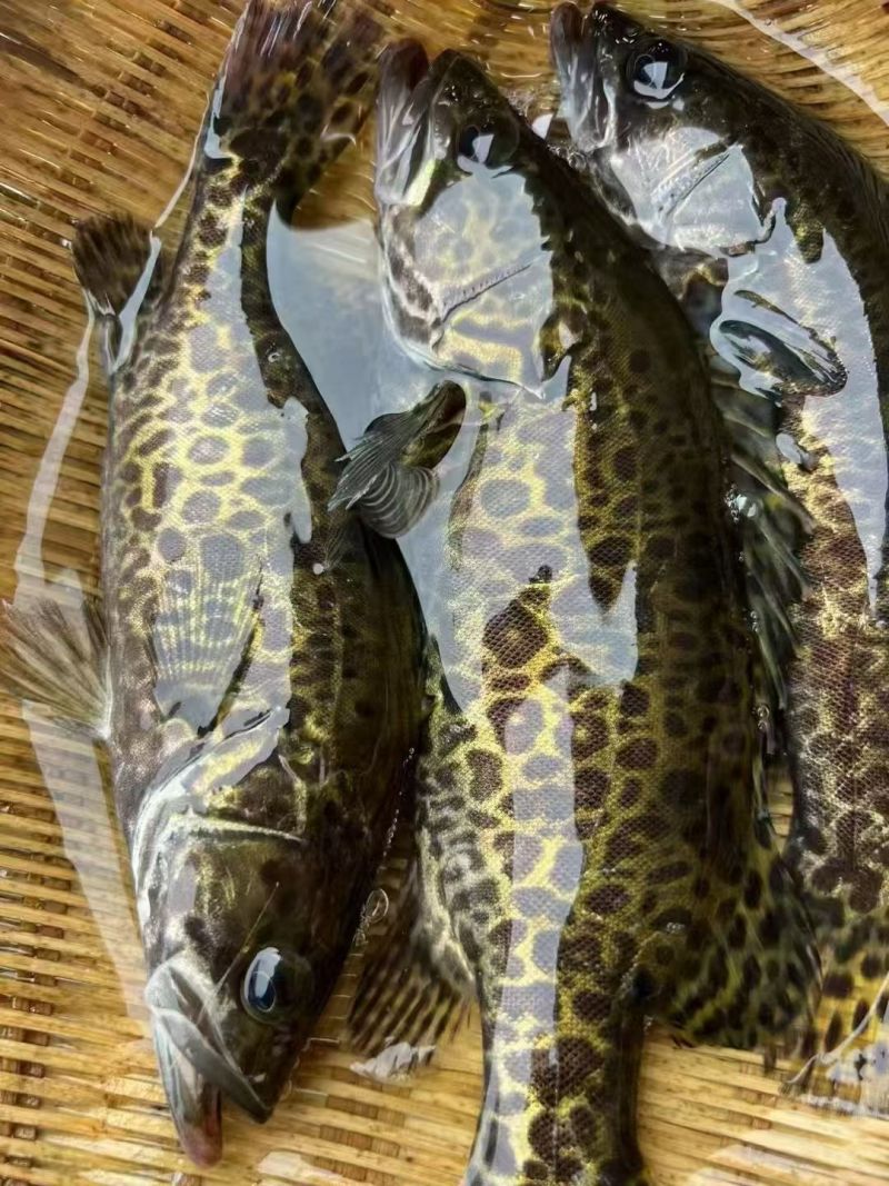 鳜鱼3两至1.5斤
