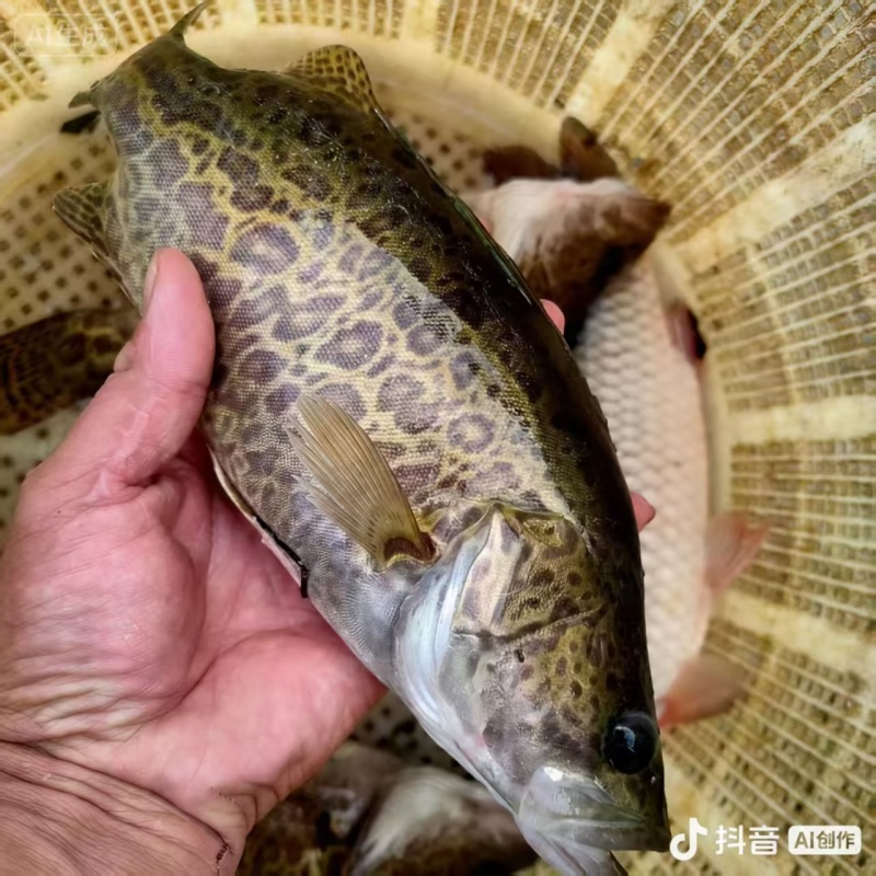 鳜鱼3两至1.5斤
