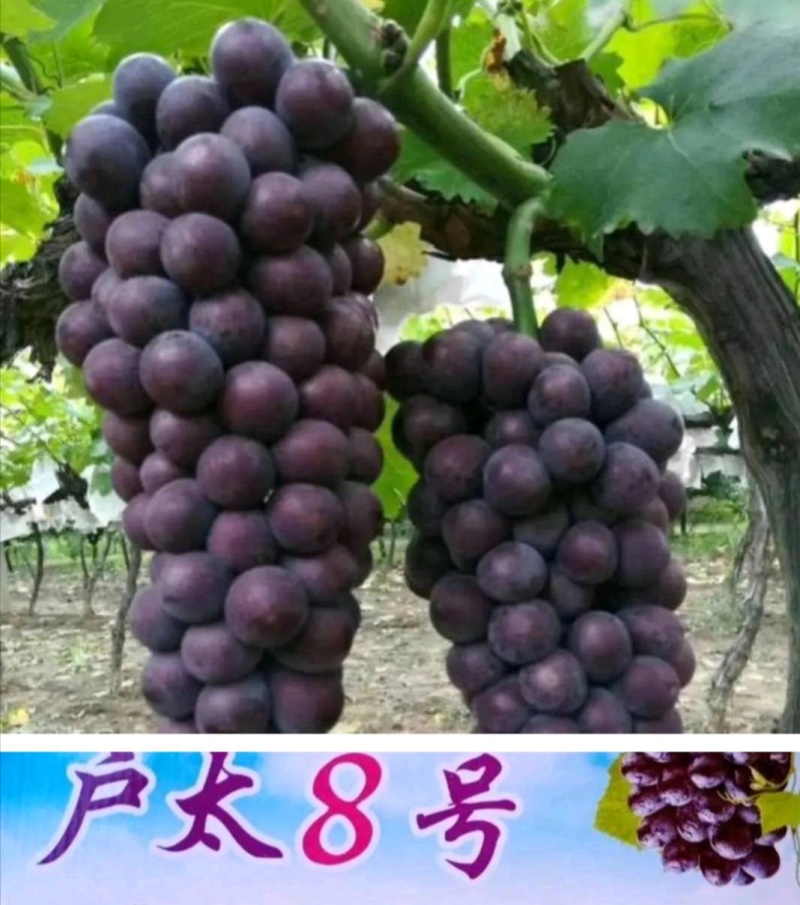 【汉中城固三千亩户太八号葡萄大棚漏天代发全国果园直供现货