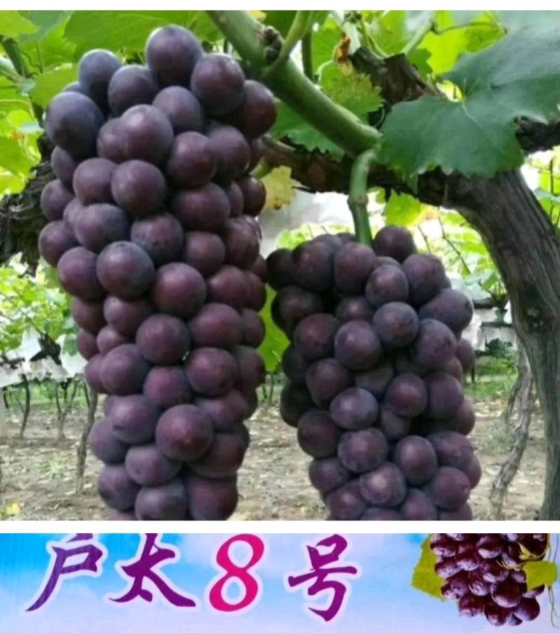 【汉中城固三千亩户太八号葡萄大棚漏天代发全国果园直供现货
