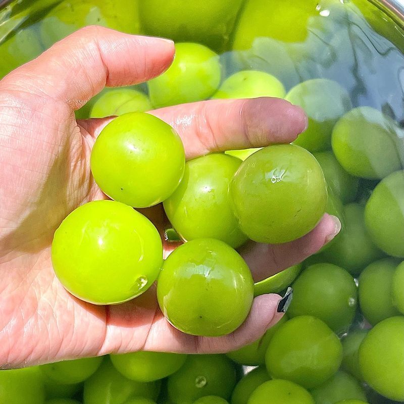 阳光玫瑰葡萄湖北荆州自家亲戚种植园直销欢迎过来采购