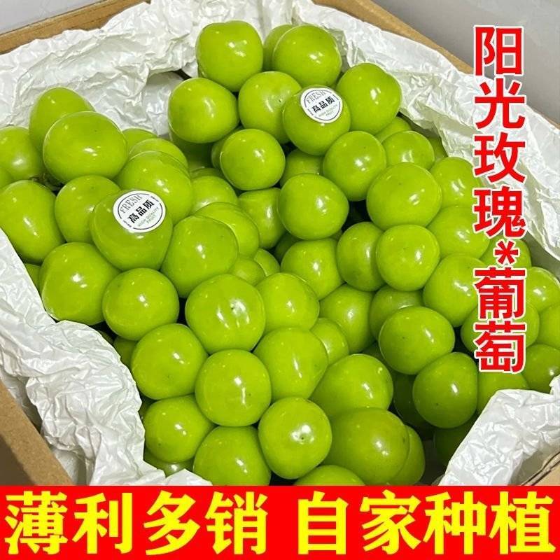 阳光玫瑰葡萄湖北荆州自家亲戚种植园直销欢迎过来采购