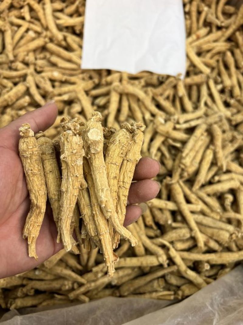 加拿大尖尾西洋参，规格齐全，广州实体批发大货联系报价