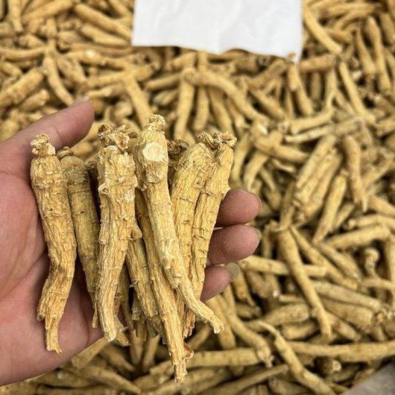 加拿大尖尾西洋参，规格齐全，广州实体批发大货联系报价