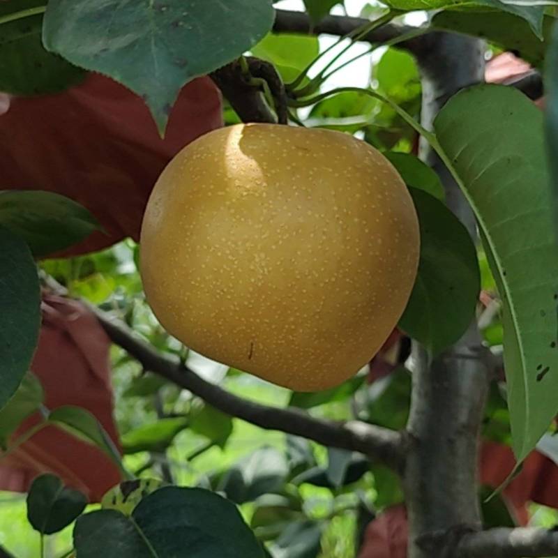 新玉梨