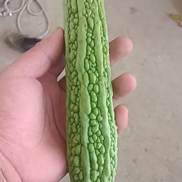 滑县苦瓜