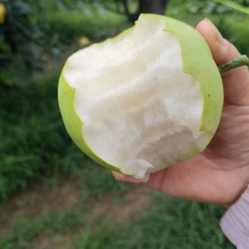 酥脆一号大量上市现摘现发脆甜多汁对接市场商超来电洽谈