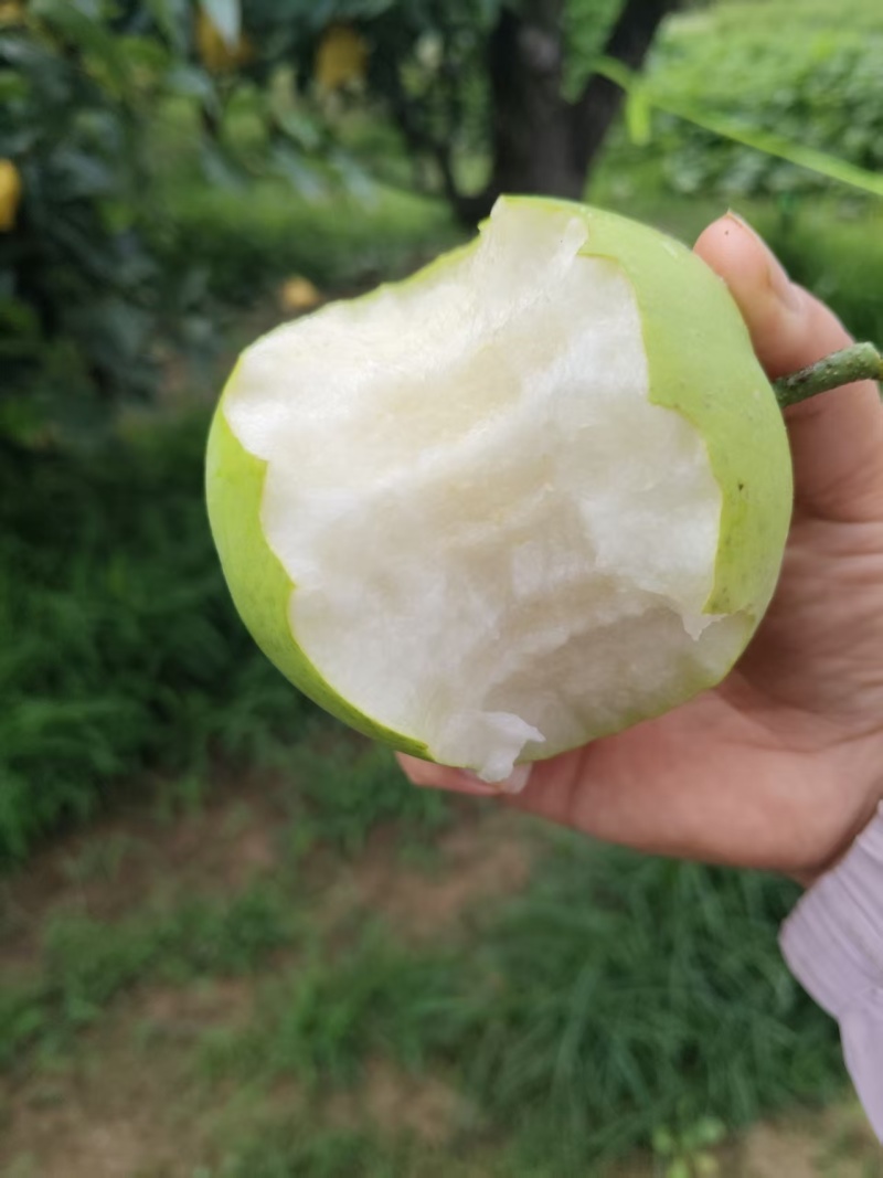 酥脆一号大量上市现摘现发脆甜多汁对接市场商超来电洽谈
