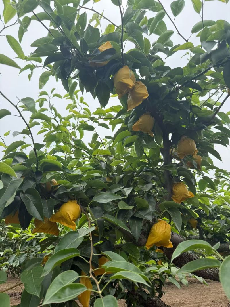 酥脆一号大量上市现摘现发脆甜多汁对接市场商超来电洽谈