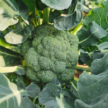 新鲜西兰花现摘现发产地直发量大价优