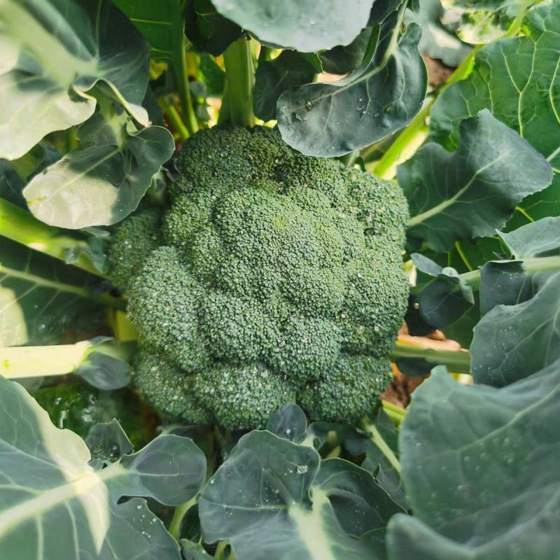 新鲜西兰花现摘现发产地直发量大价优