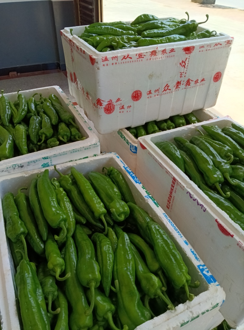 青皮椒