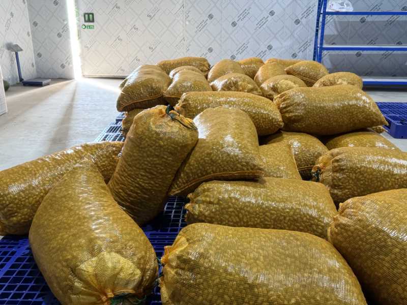 四川红沙土花生/两粒红珍珠花生/产区直发/货源充足