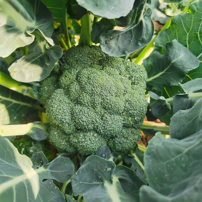 新鲜西兰花现摘现发产地直发量大价优