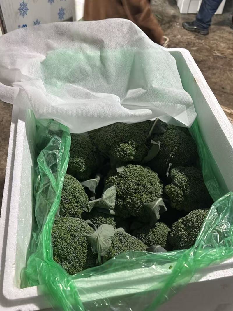 新鲜西兰花现摘现发产地直发量大价优