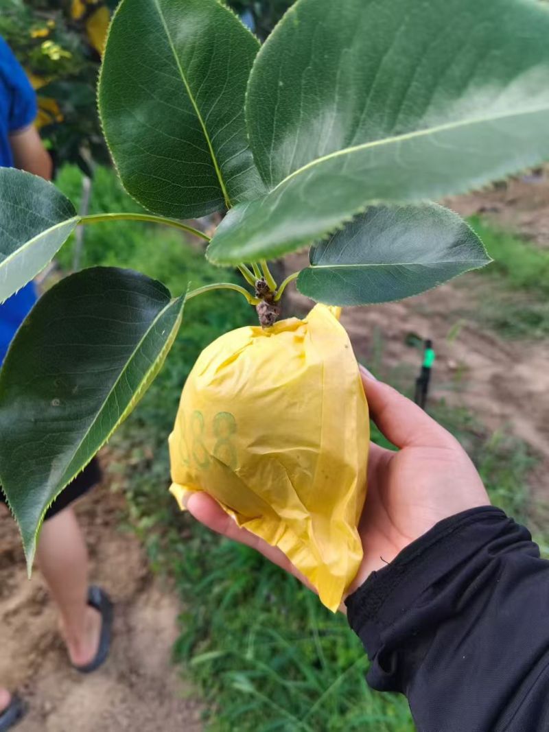 酥脆一号大量上市现摘现发脆甜多汁对接市场商超来电洽谈
