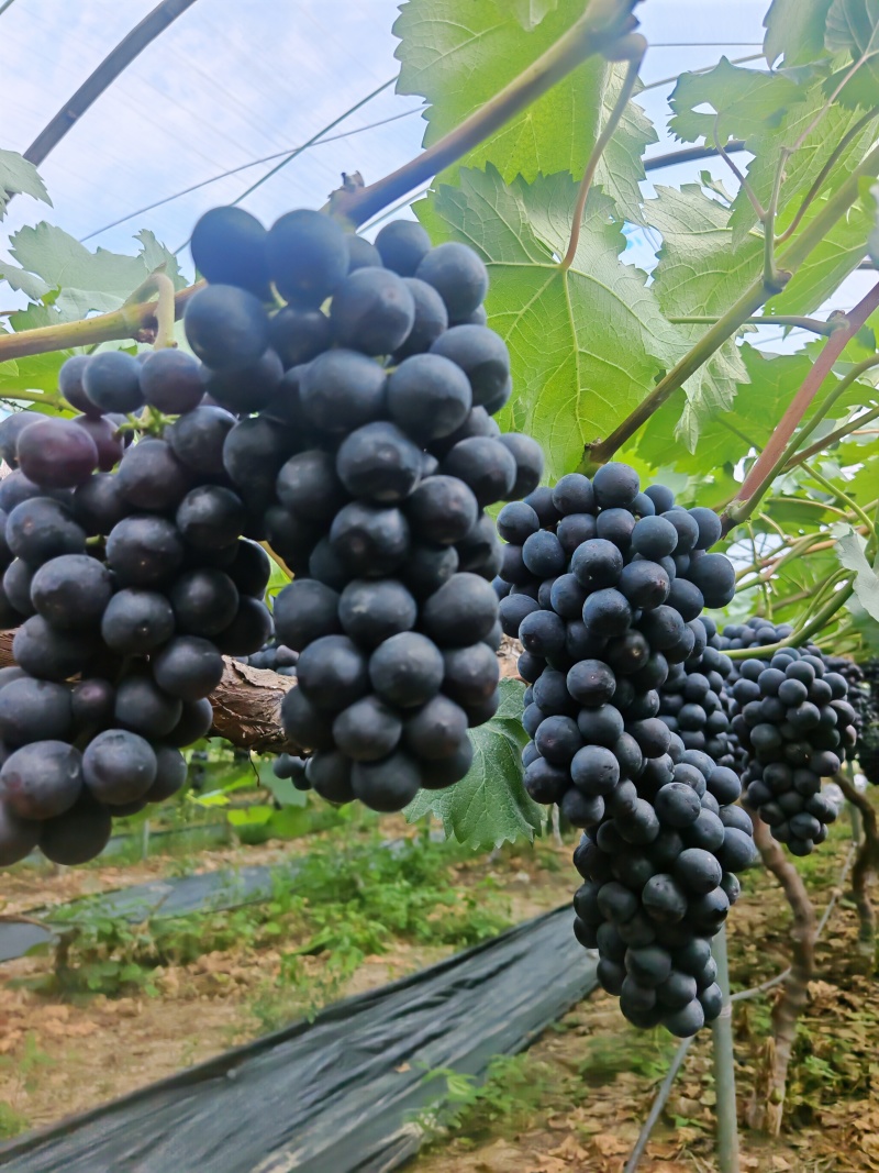 葡萄南太湖特早：特早熟、挂树久、不掉粒，紫罗兰+草莓香