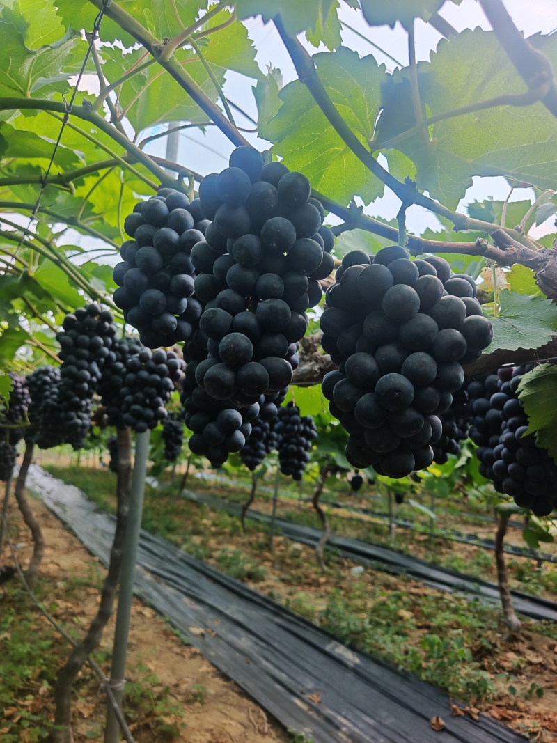 葡萄南太湖特早：特早熟、挂树久、不掉粒，紫罗兰+草莓香