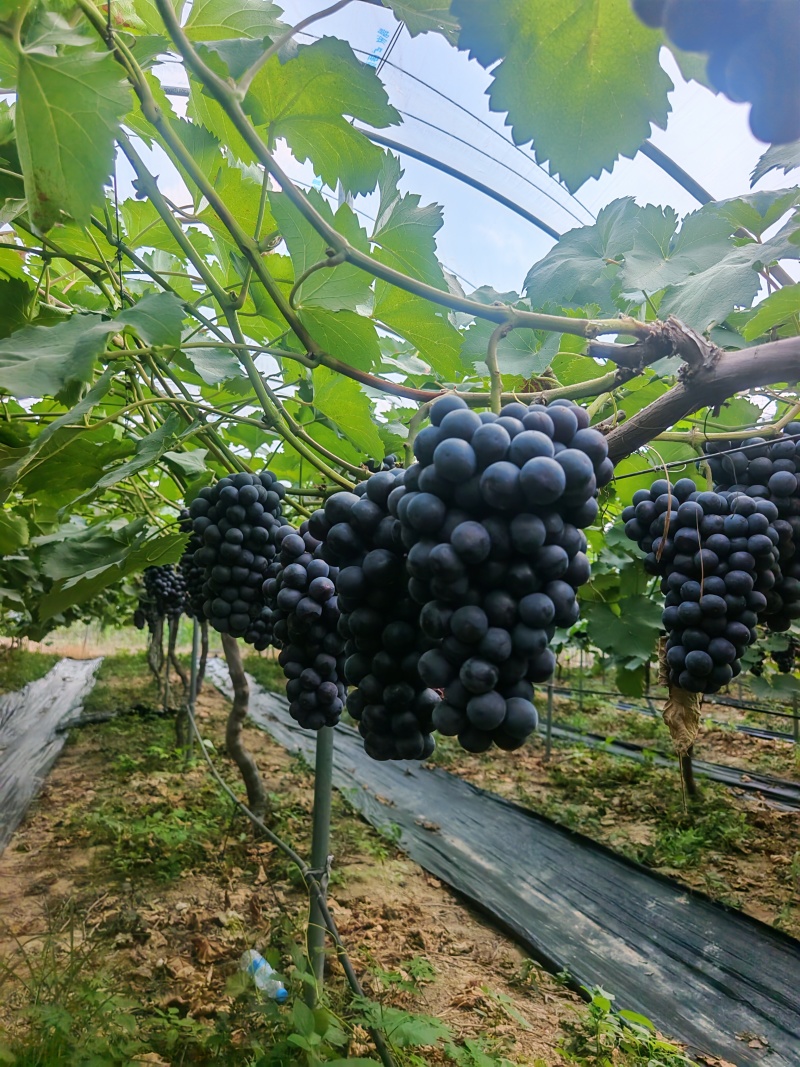 葡萄南太湖特早：特早熟、挂树久、不掉粒，紫罗兰+草莓香