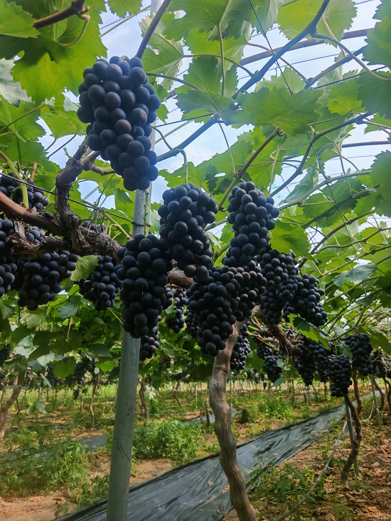 葡萄南太湖特早：特早熟、挂树久、不掉粒，紫罗兰+草莓香