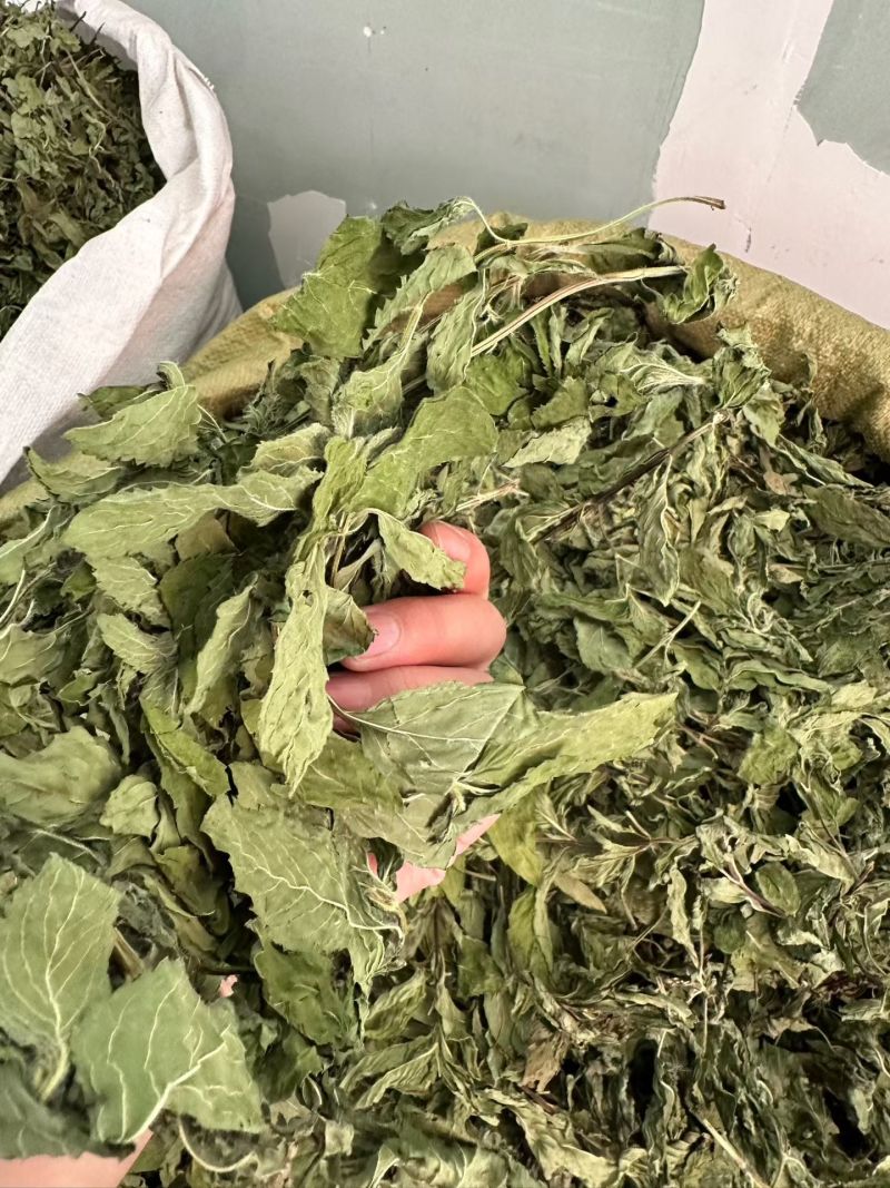 薄荷叶