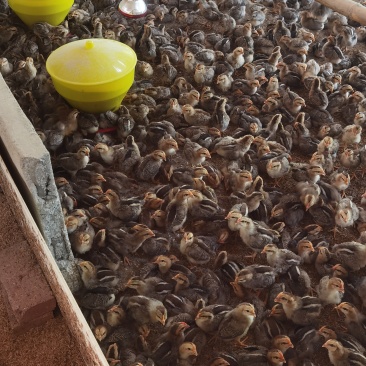 麻阉鸡
