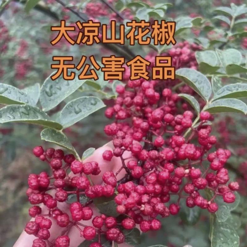 大凉山干花椒及花椒油