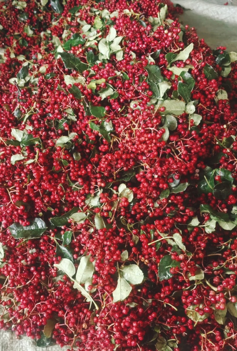 大凉山干花椒及花椒油
