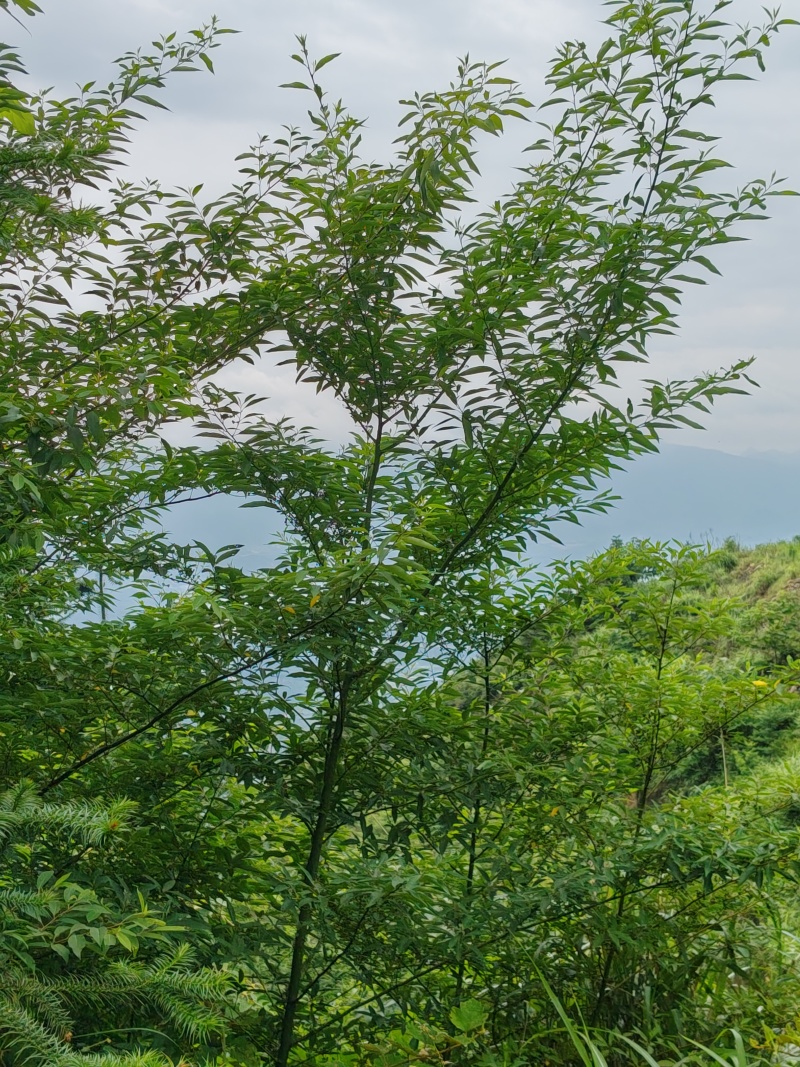 广西木姜子***野生中药材可批发可零售量大从优欢迎订货