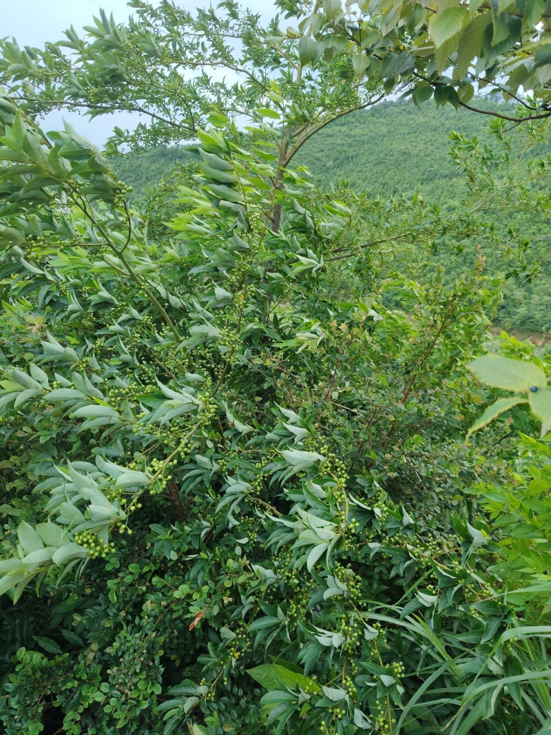 广西木姜子***野生中药材可批发可零售量大从优欢迎订货