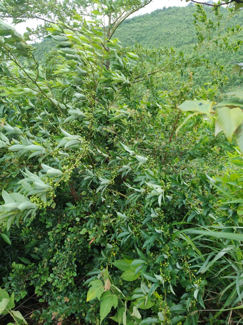广西木姜子***野生中药材可批发可零售量大从优欢迎订货